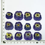 fleurs séchées violettes jaunes décoratives bricolage résine bijoux étui téléphone maquillage pétale simple naturel