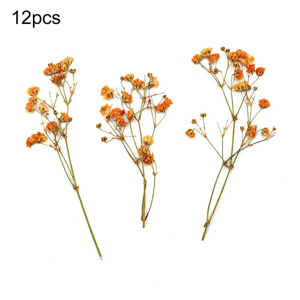 bouquets fleurs séchées naturelles couleurs vives rouge bleu violet orange intérieur décoration