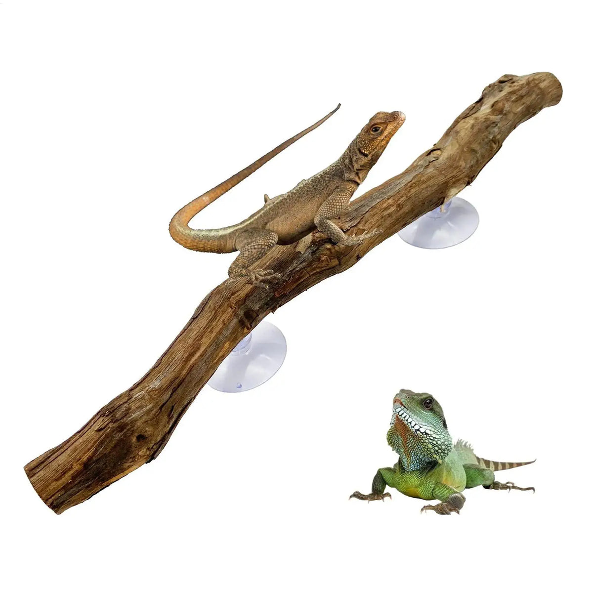 décoration naturelle branche bois marron clair antidérapante reptile habitat bearded dragon serpent