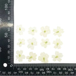 fleurs séchées violet rose blanc décor maison DIY craft nail art maquillage artisanales kit