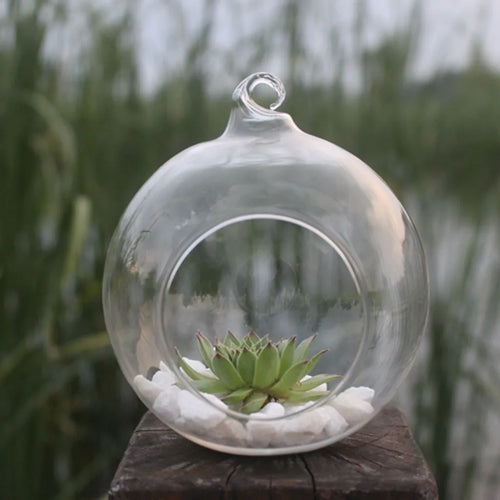 vase suspendu transparent terrarium verre cactus succulentes mousse gravier moderne minimaliste