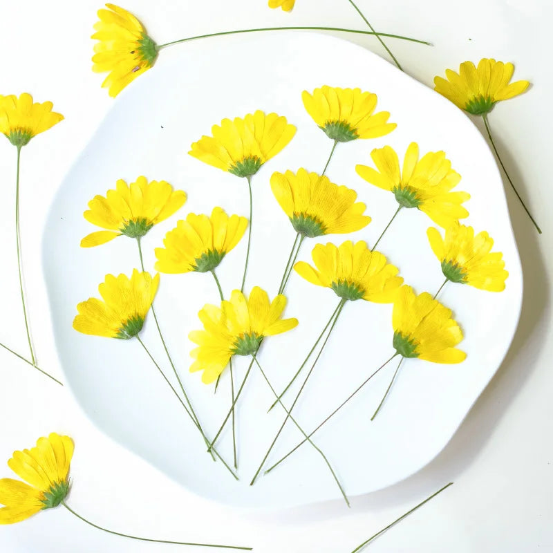 décoration intérieure fleurs séchées jaunes anniversaire baby shower simple naturelle 10cm 12pcs