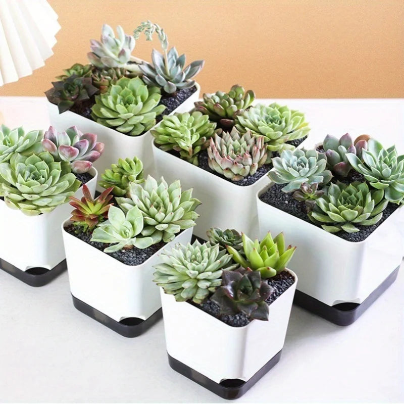 pots fleurs succulentes cactus blanc noir moderne mini jardinière plantes vert rouge violet gris