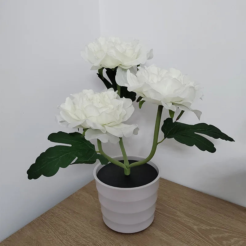 lumière solaire forme rose blanche rouge jaune feuillage vert extérieure moderne