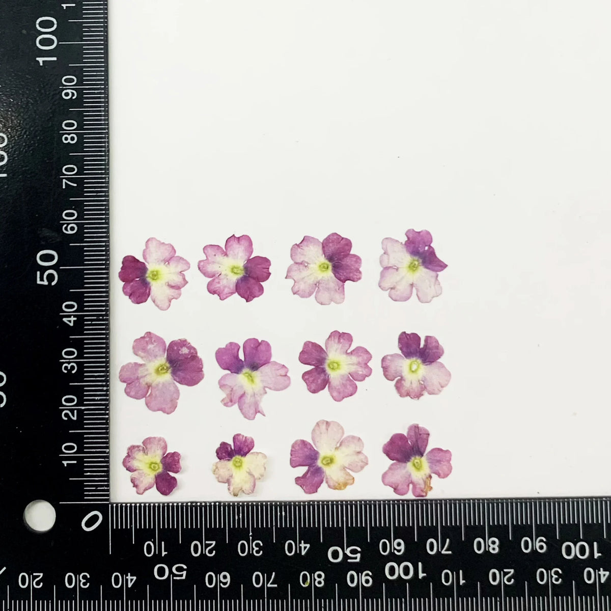 fleurs séchées violet rose blanc décor maison DIY craft nail art maquillage artisanales kit
