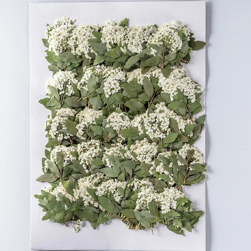 fleurs séchées bouquet blanc vert feuilles naturelles décoration artisanale intérieur anniversaire rustique