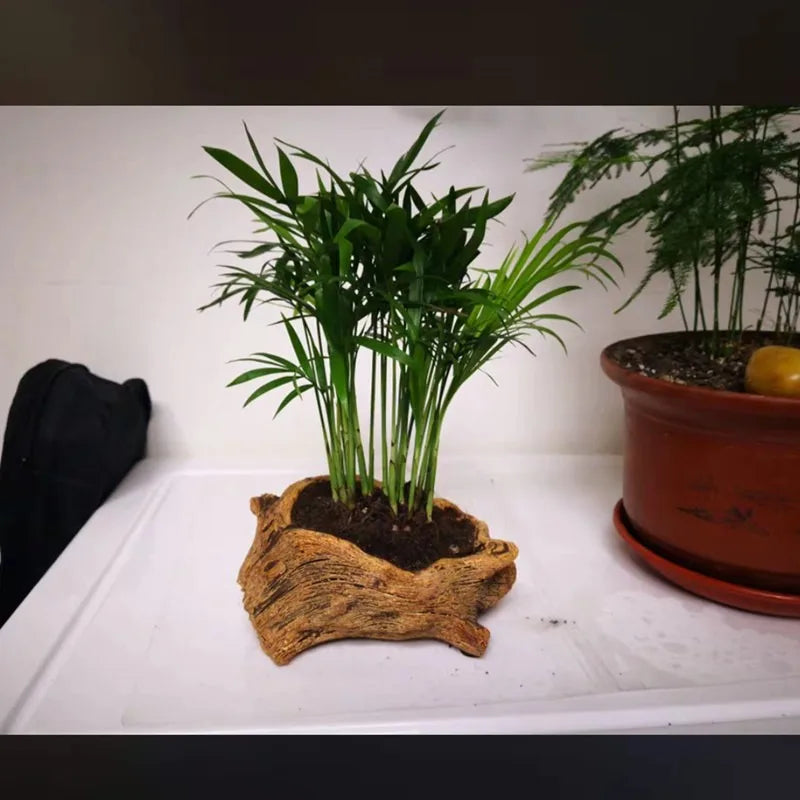 pots plantes décoratifs tronc arbre marron écorce rustique naturel succulentes verte rouge violet palmacée