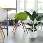 plateau plante transparent moderne 10 12 pouces adhésif concentrique rayures
