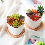 assiettes support plantes bois naturel moderne rustique motifs plantes blanc