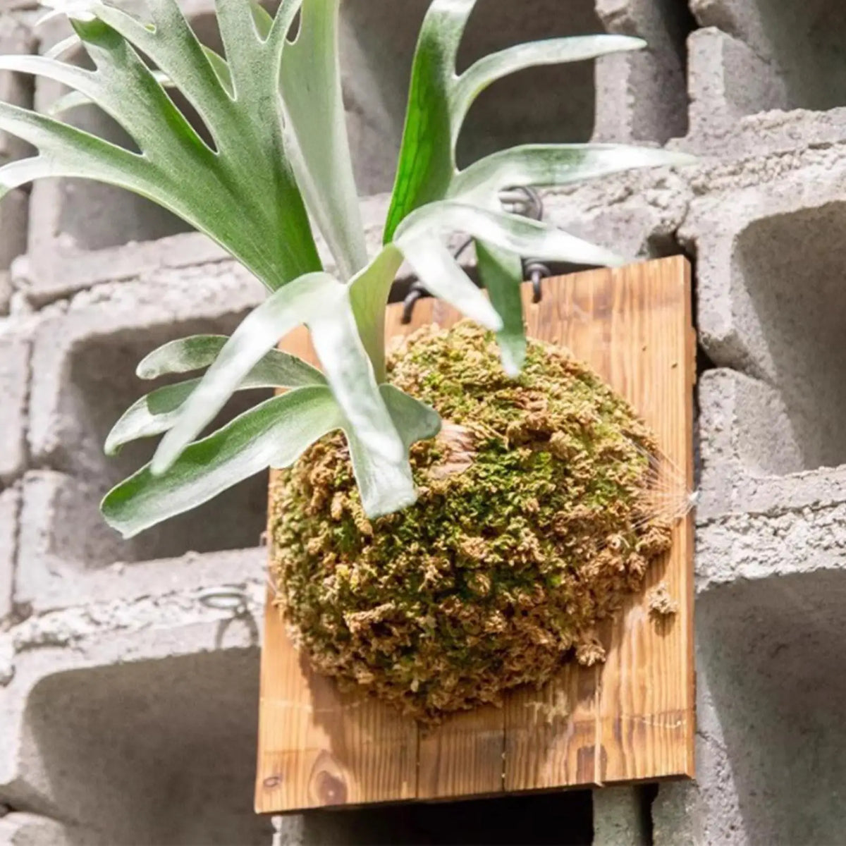 plaque murale bois suspendue plante fougère mousse dense rustique minimalisteintérieurextérieurvertical