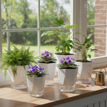 jardinière auto arrosante résine moderne pot fleur transparent racines croissance optimisée pothos plante verte