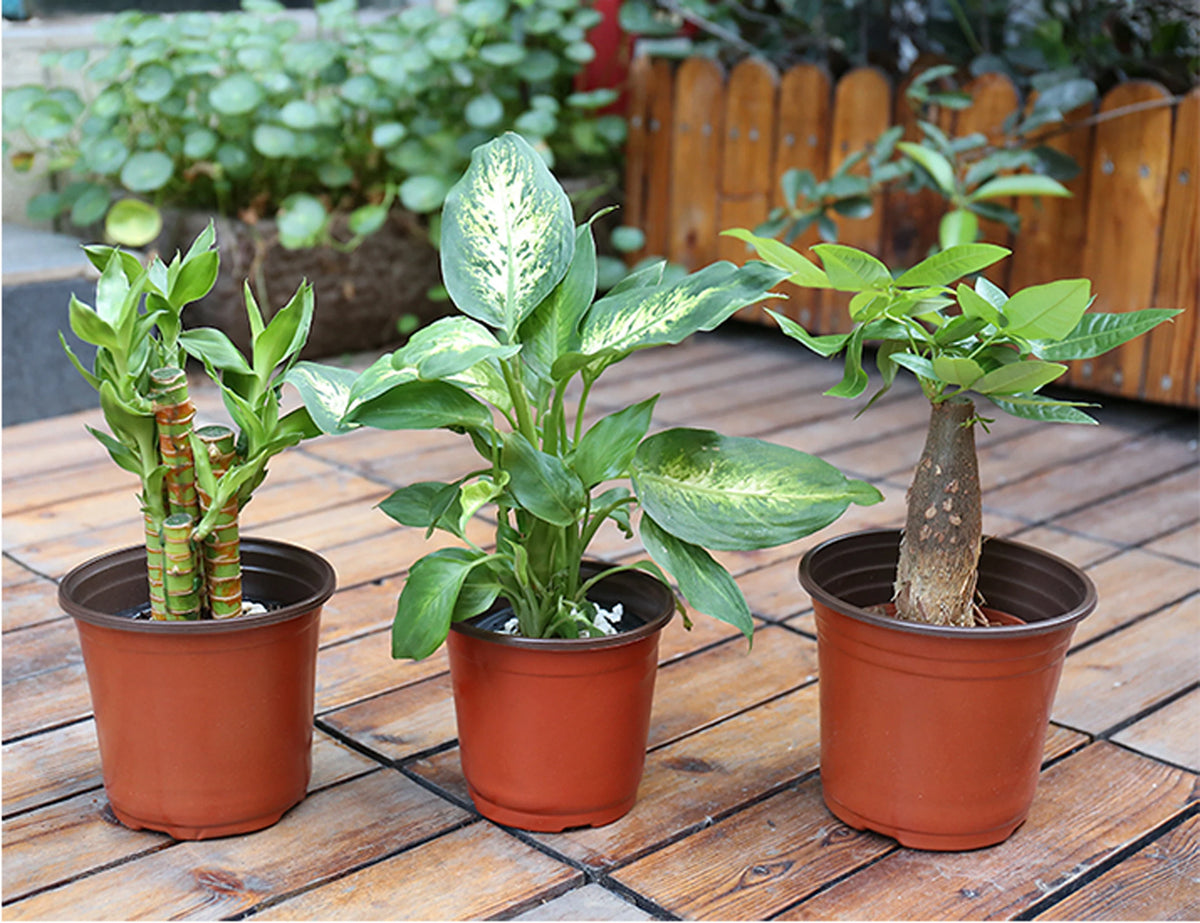 pots plantes modernes plastique rouge noir drainage 9x10cm 22x24cm