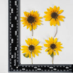 boucles d'oreilles fleurs tournesol jaune vif naturel délicat intérieur artisanat décoration maison eyelets bricolage