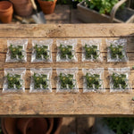 supports muraux auto adhésifs plantes grimpantes 100 pièces vert simples modernes