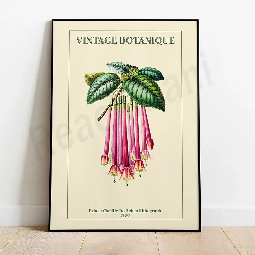 Une illustration botanique vintage d'une plante ornementale aux fleurs roses penchées.