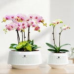 pots orchidées blancs moderne ventilation aération plateaux intérieurs extérieurs