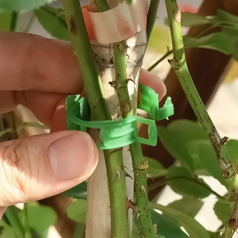 clips fixation végétaux transparent vert noir pratique robustes clips jardin potagers supports plantes