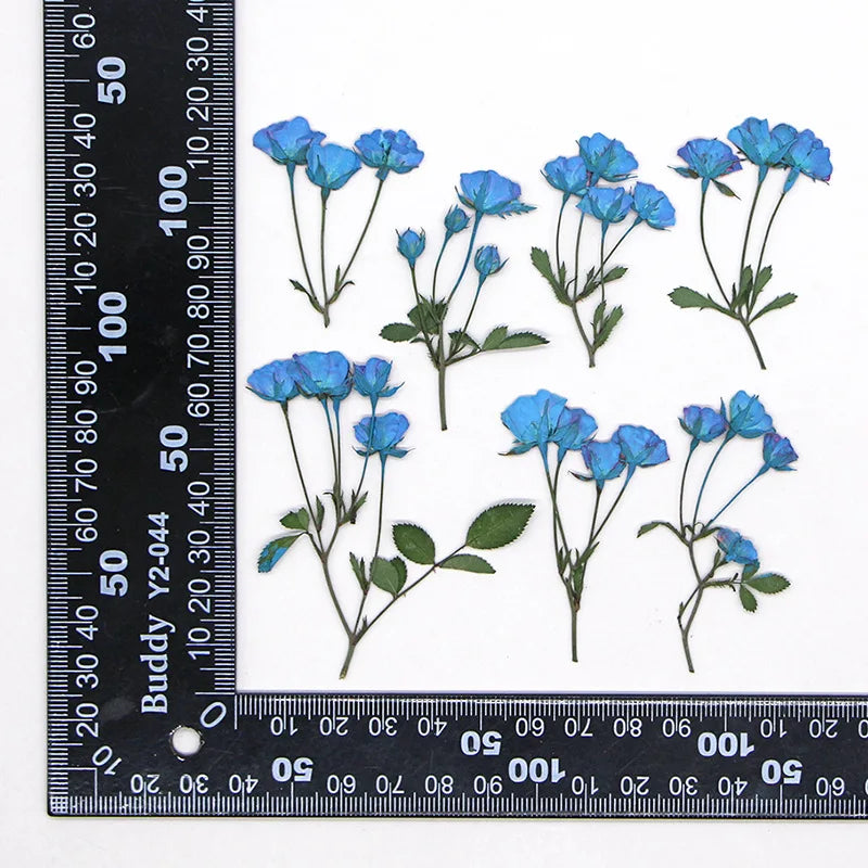 fleurs séchées rouge rose violet bleu jaune feuilles vertes décoration maison scrapbooking diy