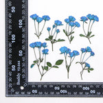 fleurs séchées rouge rose violet bleu jaune feuilles vertes décoration maison scrapbooking diy