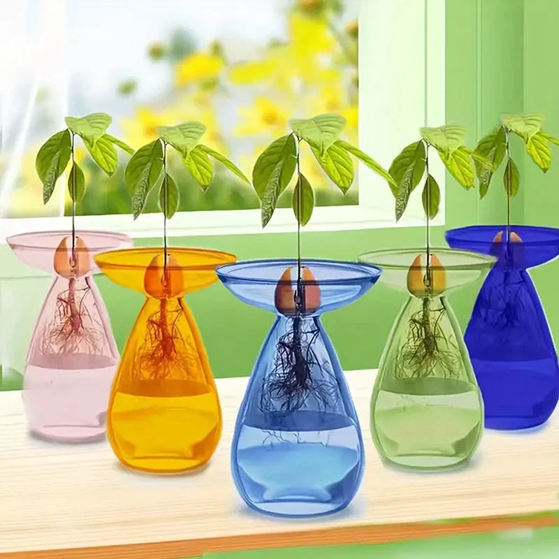 vase transparent moderne plante graine avocat culture hydroponique décoration maison minimaliste