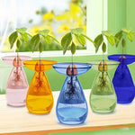 vase transparent moderne plante graine avocat culture hydroponique décoration maison minimaliste