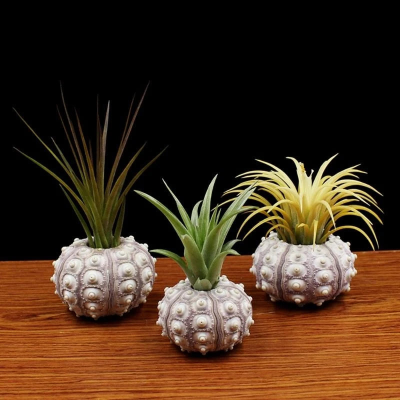 plantes aériennes tillandsia oursin mer support table décorations jardinage naturel bohème simple élégant durable