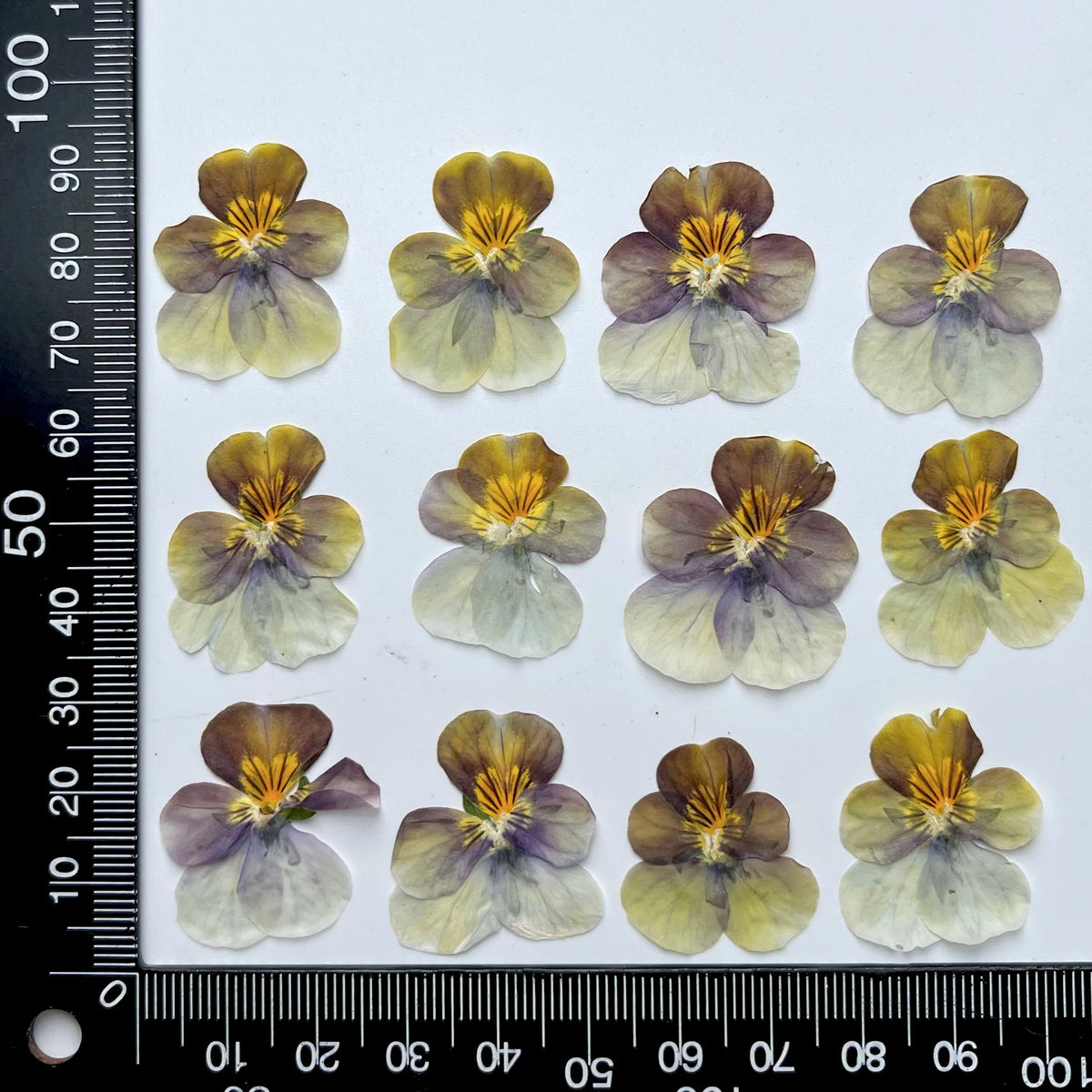 fleurs séchées violettes jaunes décoratives bricolage résine bijoux étui téléphone maquillage pétale simple naturel