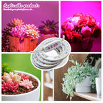 lumière croissance led usb rechargeable rose bleu blanc moderne minimaliste