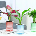 pot plantes moderne bleu vert rose rayures horizontales autoarrosant plante