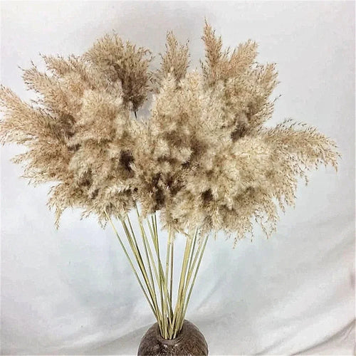 bouquet pampas séché plumes soyeuses naturel rustique décoration intérieure mariage anniversaire bohème 10 pièces