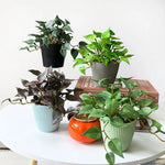plantes artificielles vert violet feuilles rondes moderne minimalisteintérieur exposition pot sans fixation