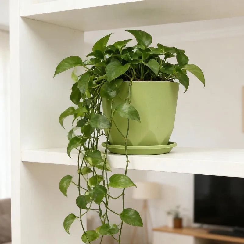 pots fleurs absorption eau succulentes intérieur décoration maison vert blanc moderne
