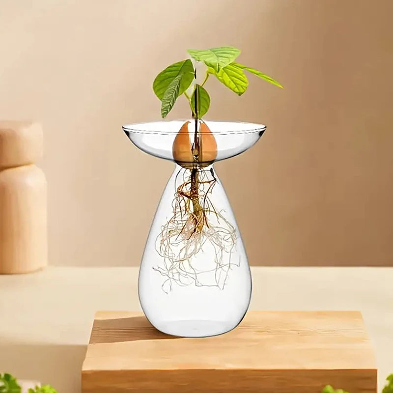 vase transparent moderne plante graine avocat culture hydroponique décoration maison minimaliste