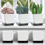 pots plantes succulentes auto arrosage drainage soucoupe transparent moderne minimaliste