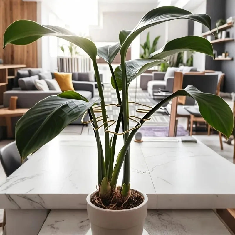 support plante spirale vert moderne adhésif petite grande robusteextérieurintérieur