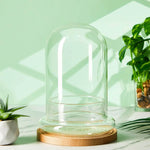 terrarium moderne transparent verre base vase plantes maison cloche