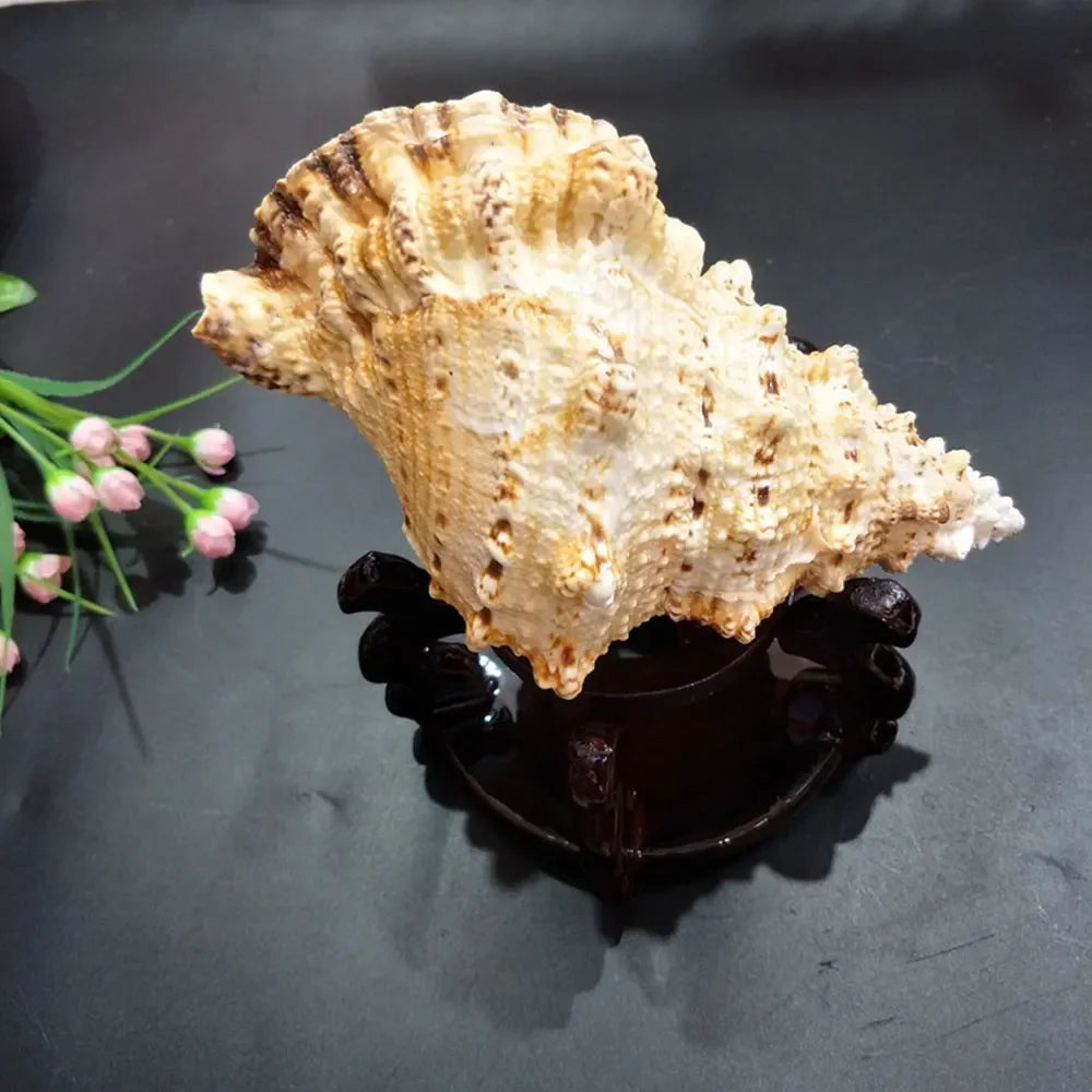 coquillage naturel orange texture rustique décoration intérieure support bois beige animal compagnie moderne