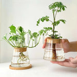 vases plantes verre transparent moderne minimaliste couvercle liège base bois