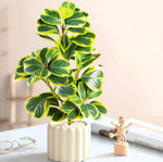 décoration extérieure plante artificielle arbre banyan feuilles colorées moderne pot céramique blancextérieur exposition soie