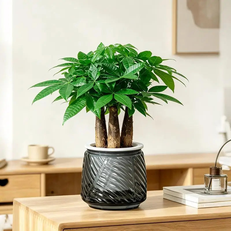 pots fleurs auto arrosants plantes vertes moderne geometrie feuilles ovales plastique blanc