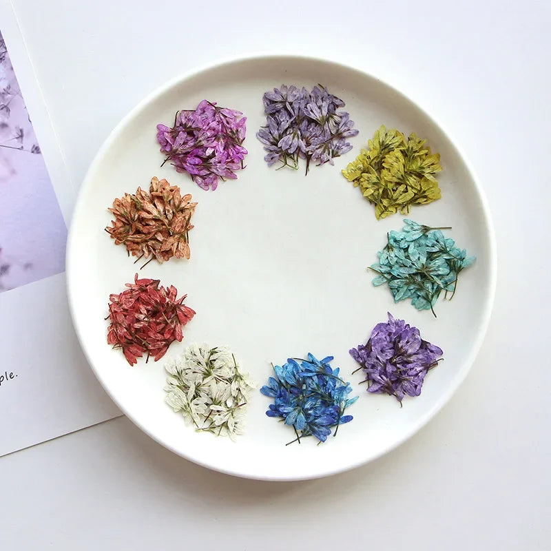 fleurs séchées violet bleu rouge blanc décoration maison anniversaire artisanat naturel variés DIY
