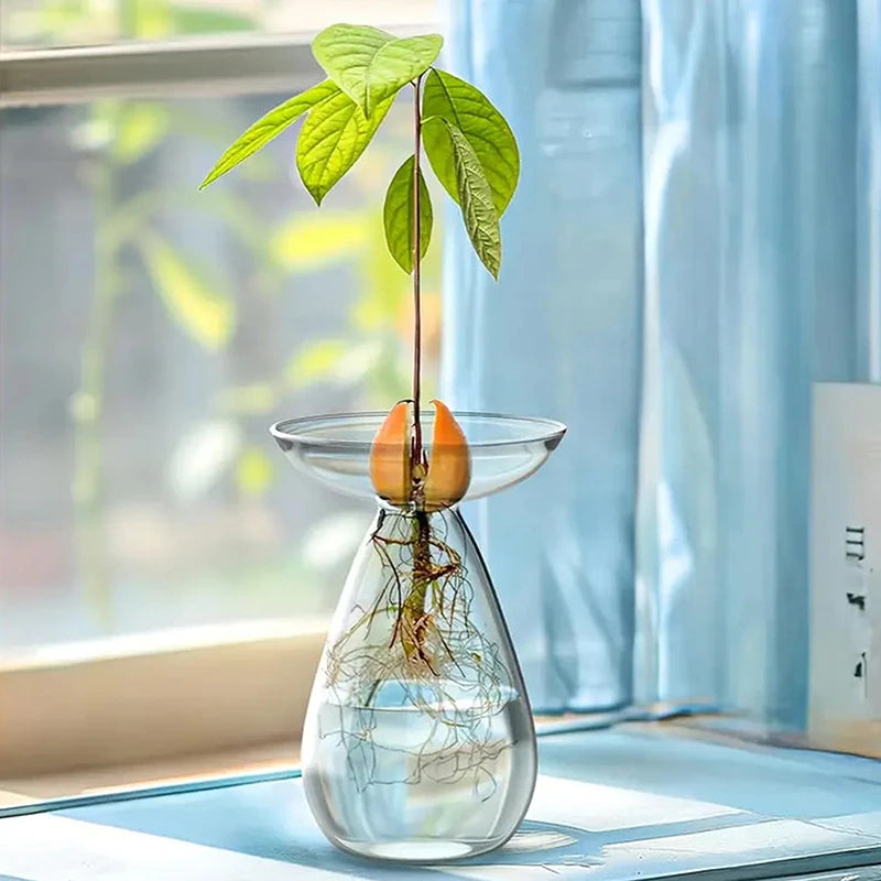 vase transparent moderne plante graine avocat culture hydroponique décoration maison minimaliste