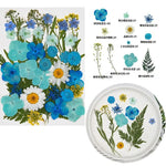 fleurs séchées multicolores variées naturelles scrapbooking décoration maison artisanat DIY