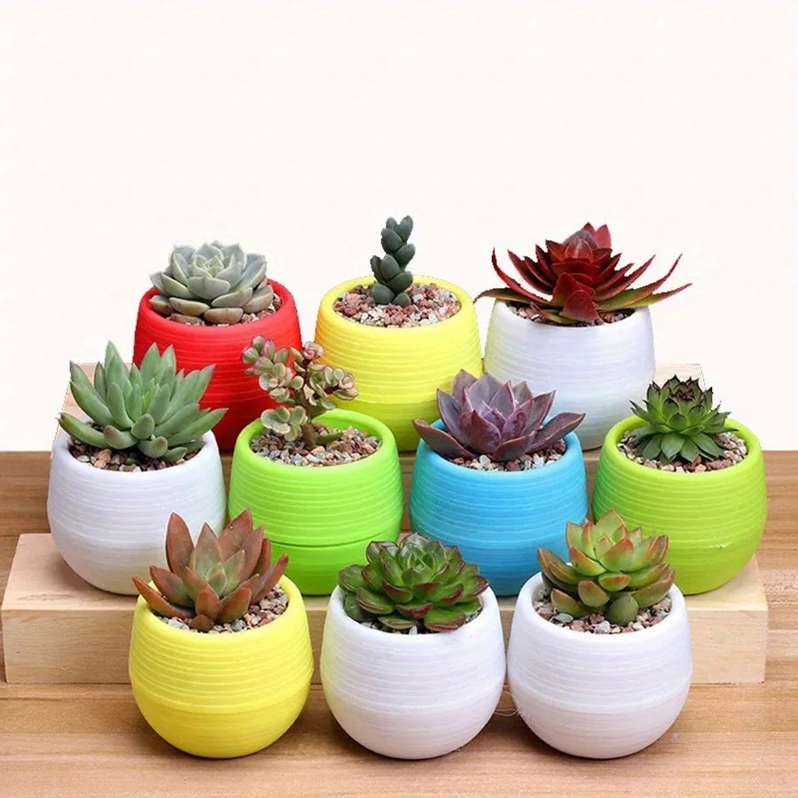 cache pots succulentes couleurs mixtes rayures horizontales moderne minimaliste plastique variété tons vibrant