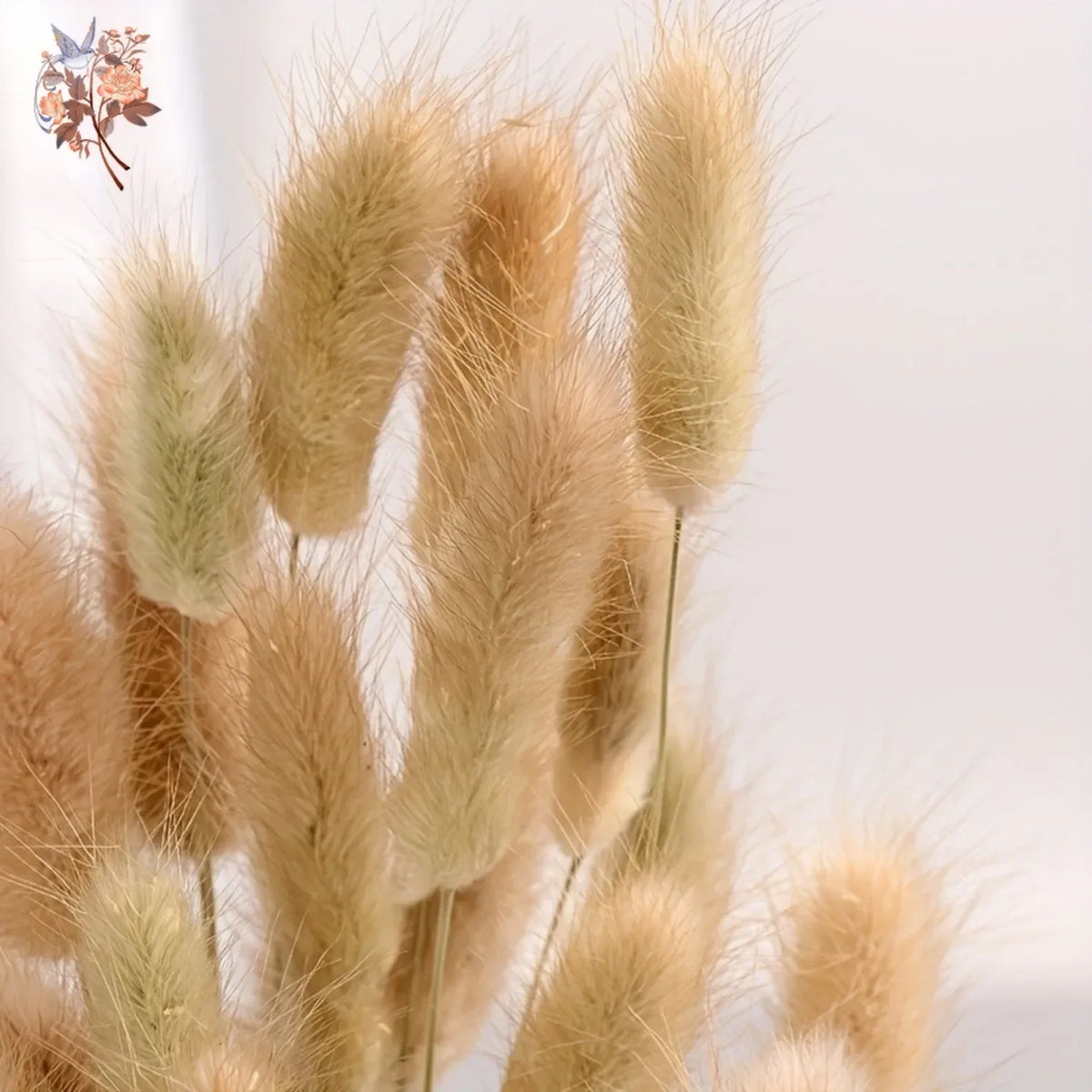 plumes séchées naturelles queue lapin décoration maison fêtes anniversaires mariage bohème rustic beige clair