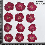 fleurs séchées naturelles rouge jaune blanc rose décoration maison intérieure bricolage scrapbooking abat jour