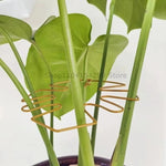 Support tiges plantes or noir vert spirale moderne intérieur pot balcon jardin