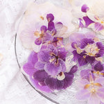 fleurs séchées phalaenopsis violettes blanches jaunes naturelles décoration artisanale intérieur