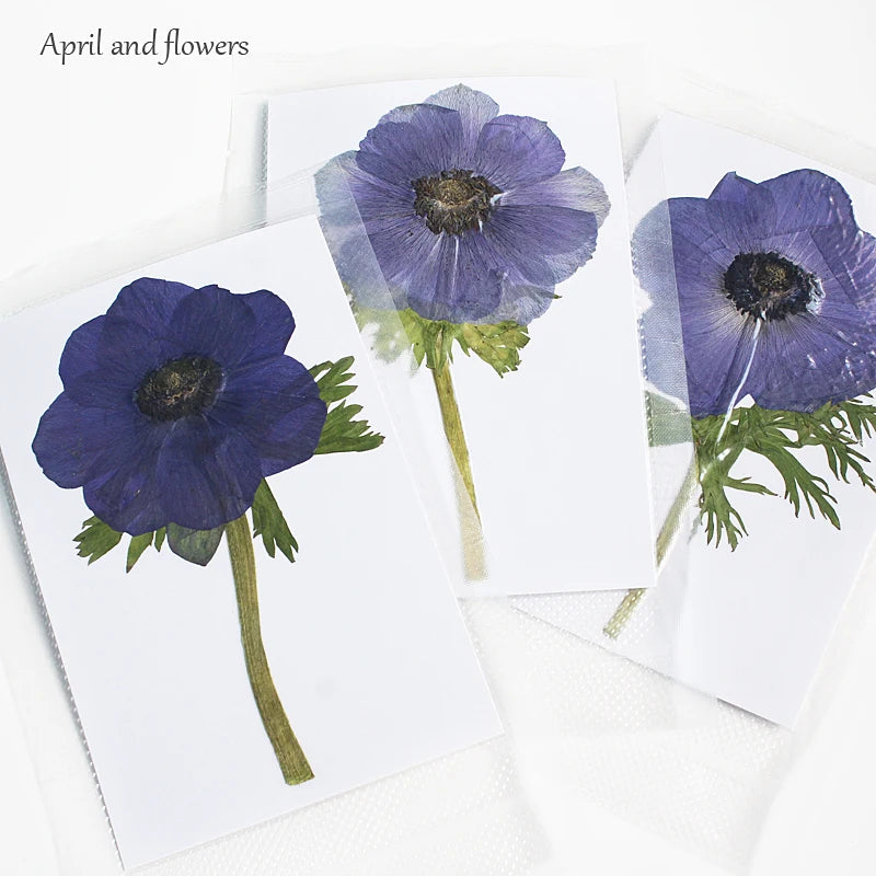 cartes postales fleurs pressées violet rouge classique adhésif intérieur anniversaire baby shower graduation
