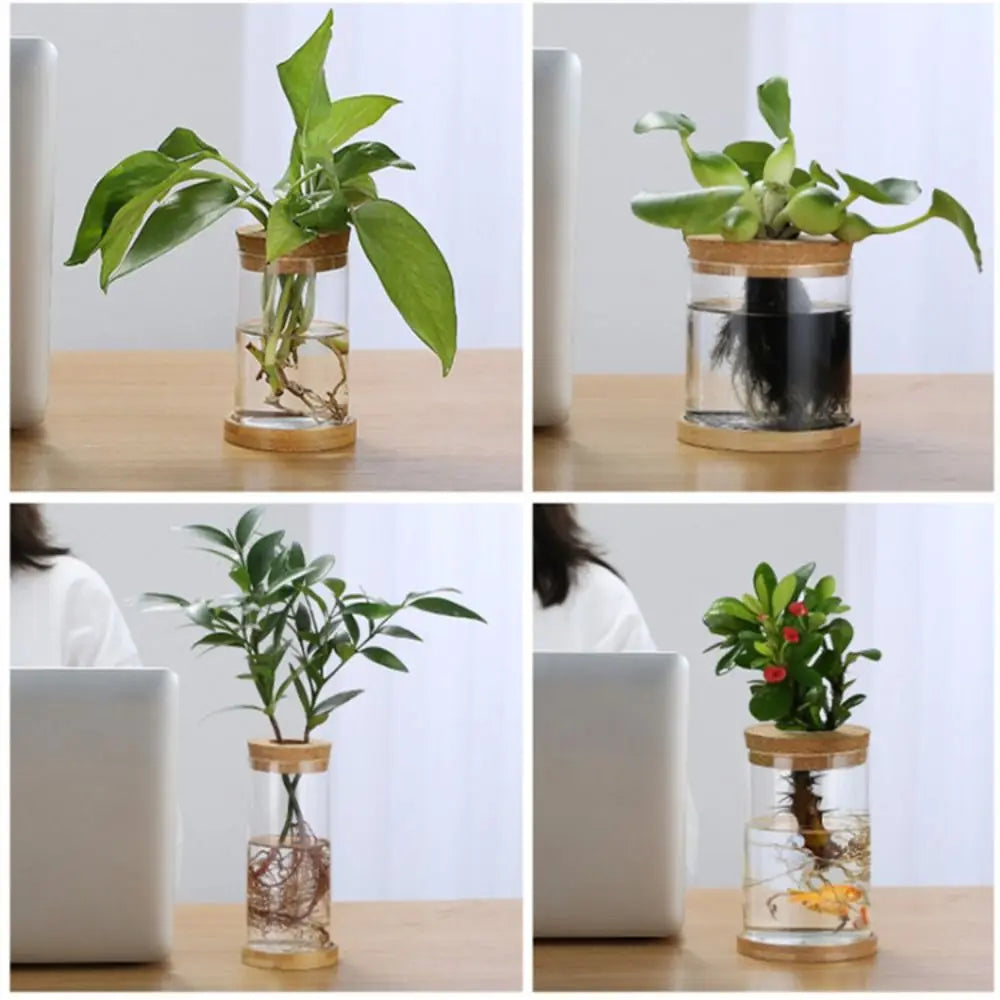 vase verre transparent moderne plante verte minimaliste bois naturel rond simple